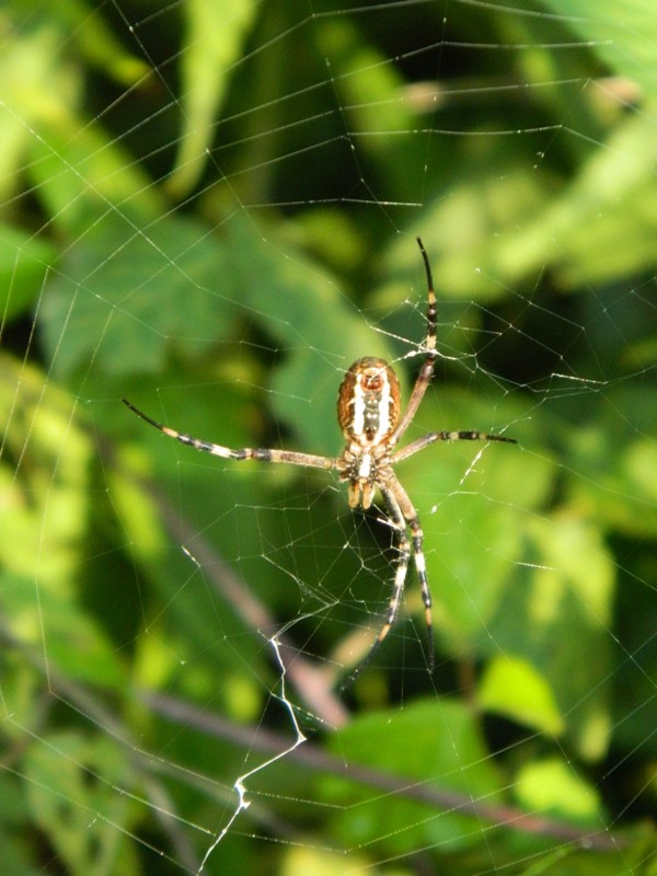Zodarion sp.